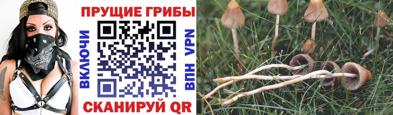 Псилоцибиновые грибы прущие грибы Шуя